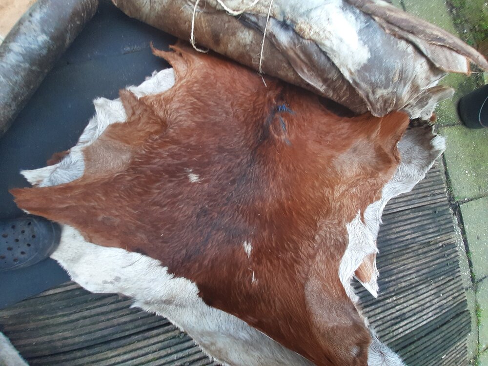 Geitenvel met haar, heel,  60/70 cm,  Guinee met verf op haar, b-keuze