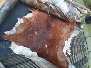 Geitenvel met haar, heel,  60/70 cm,  Guinee met verf op haar, b-keuze