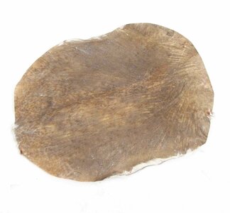 Geitenvel geschoren &empty;  60 cm, Ivoorkust 