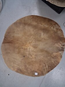 Kamelenvel &empty;  60 cm, geprepareerd 