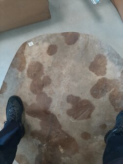 Geitenvel geprepareerd &empty;  100 cm 