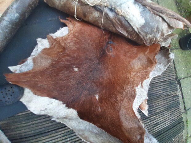 Geitenvel met haar uit Gambia